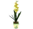 Özel Yapay Orkide Sari  İzmir Konak internetten çiçek siparişi 