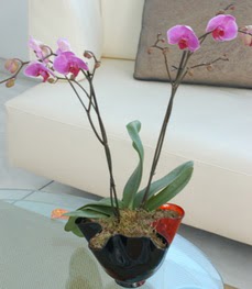  İzmir Konak çiçek servisi , çiçekçi adresleri  tek dal ikili orkide saksi çiçegi