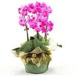  İzmir Konak çiçek siparişi vermek  2 dal orkide , 2 köklü orkide - saksi çiçegidir