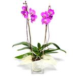  İzmir Konak 14 şubat sevgililer günü çiçek  Cam yada mika vazo içerisinde  1 kök orkide