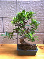 ithal bonsai saksi iegi  zmir demi iek sat 