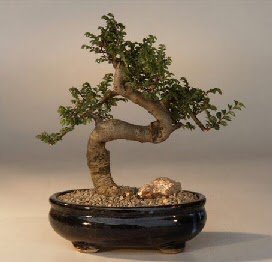 ithal bonsai saksi iegi  zmir Seluk iek gnderme 