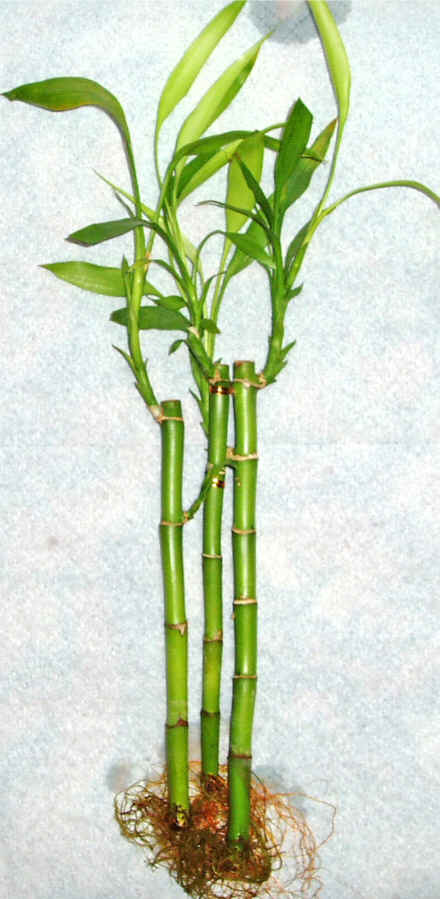 Lucky Bamboo 3 adet vazo hediye edilir   zmir Konak nternetten iek siparii 