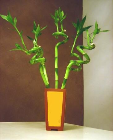 Lucky Bamboo 5 adet vazo ierisinde  zmir Konak kaliteli taze ve ucuz iekler 