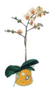  İzmir Konak çiçek yolla , çiçek gönder , çiçekçi   Phalaenopsis Orkide ithal kalite
