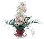  İzmir Konak çiçek mağazası , çiçekçi adresleri  Dal orkide ithal iyi kalite
