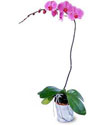  İzmir Konak çiçek gönderme sitemiz güvenlidir  Orkide ithal kaliteli orkide 