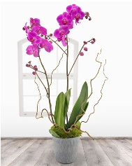 2 dallı mor orkide saksı çiçeği  İzmir Konak hediye sevgilime hediye çiçek 