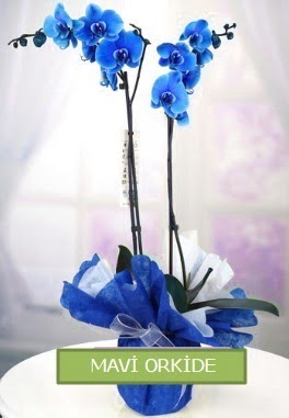 2 dallı mavi orkide  İzmir Konak güvenli kaliteli hızlı çiçek 