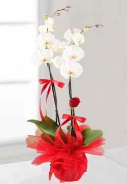 2 dallı beyaz orkide ve 1 adet kırmızı gül  İzmir Konak çiçekçi telefonları 
