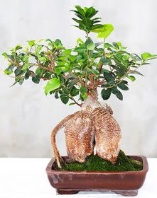 Japon ağacı bonsai saksı bitkisi  İzmir Konak hediye sevgilime hediye çiçek 