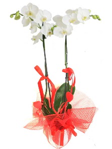 2 dall beyaz orkide bitkisi  zmir Tire iek yolla 