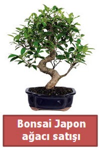Japon ağacı bonsai satışı  İzmir Konak çiçek mağazası , çiçekçi adresleri 
