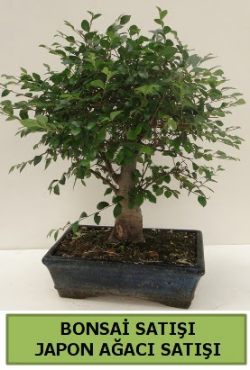 Minyatr bonsai japon aac sat  zmir Karyaka online iek gnderme sipari 