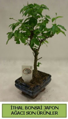 thal bonsai japon aac bitkisi  zmir demi iek sat 
