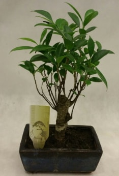 Japon aac bonsai bitkisi sat  zmir Bayrakl uluslararas iek gnderme 