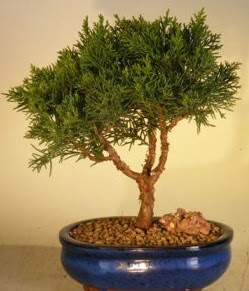 Servi am bonsai japon aac bitkisi  zmir Bornova cicek , cicekci 
