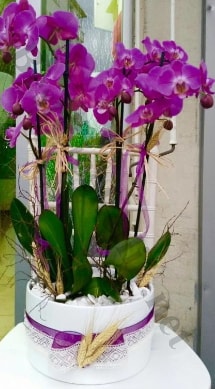 Seramik vazoda 4 dall mor lila orkide  zmir Konak iek yolla , iek gnder , ieki  