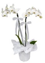 2 dallı beyaz orkide  İzmir Konak çiçek siparişi sitesi 