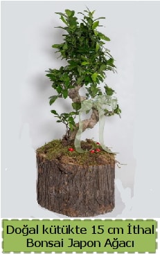Doal ktkte thal bonsai japon aac  zmir Bayndr cicekciler , cicek siparisi 