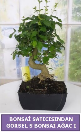 S dal eğriliği bonsai japon ağacı  İzmir Konak 14 şubat sevgililer günü çiçek 