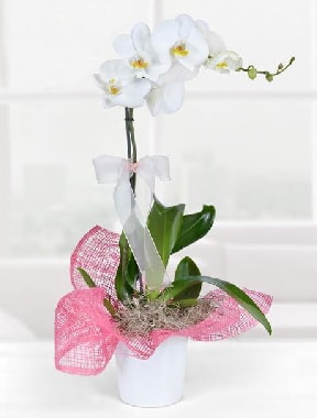 Tek dallı beyaz orkide seramik saksıda  İzmir Konak cicekciler , cicek siparisi 