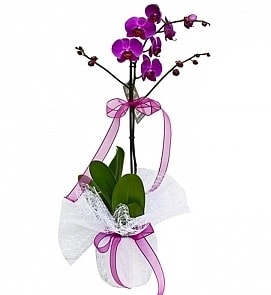 Tek dallı saksıda ithal mor orkide çiçeği  İzmir Konak güvenli kaliteli hızlı çiçek 
